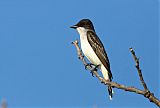 Eastern Kingbird